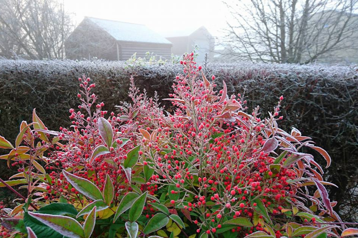 Top 5 winter performance plants to brighten your garden this season