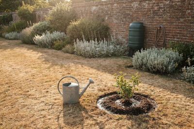 Kent Hosepipe Ban: A Garden Designer's Guide to What to Save First