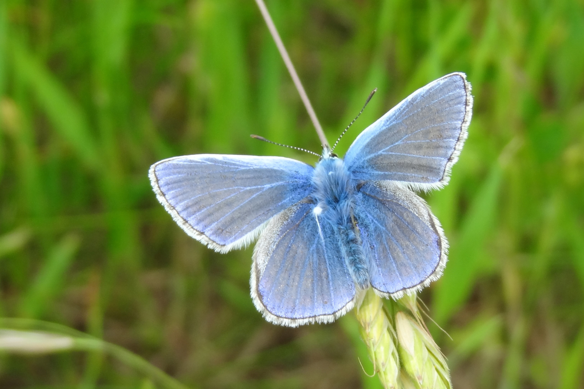 Attracting Butterflies: Best Plants, Lifecycle, and Conservation Tips