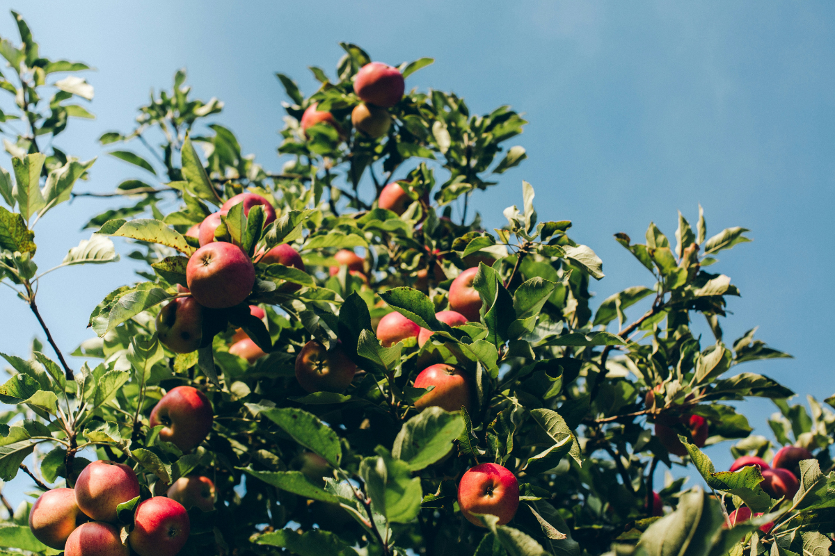 The Complete Guide to Planting and Caring for Trees in Your Garden