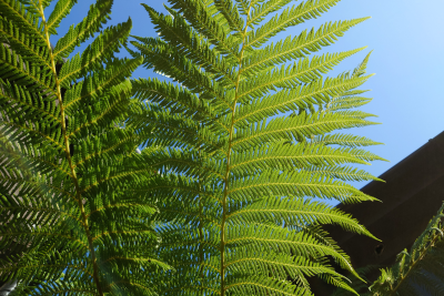 Tree Ferns: Design, Sourcing, Planting, Growing, and Companion Plants