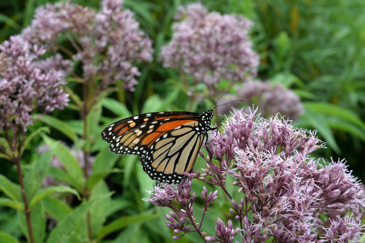 The Best Pollinators for a Wildlife-Friendly Garden